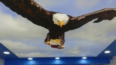 Kartal ve aslan resimli Gergi tavan